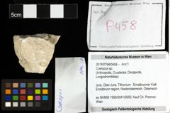 Foto (Objekt + Etiketten) von Coelopus sp. 